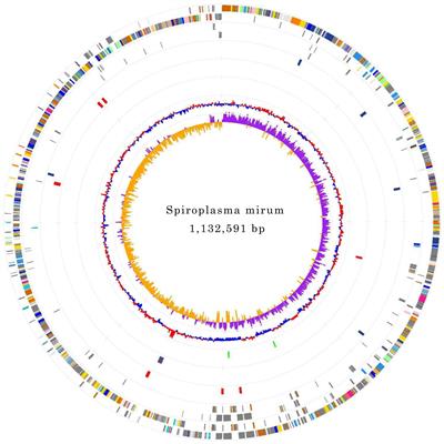 The genome and antigen proteome analysis of Spiroplasma mirum